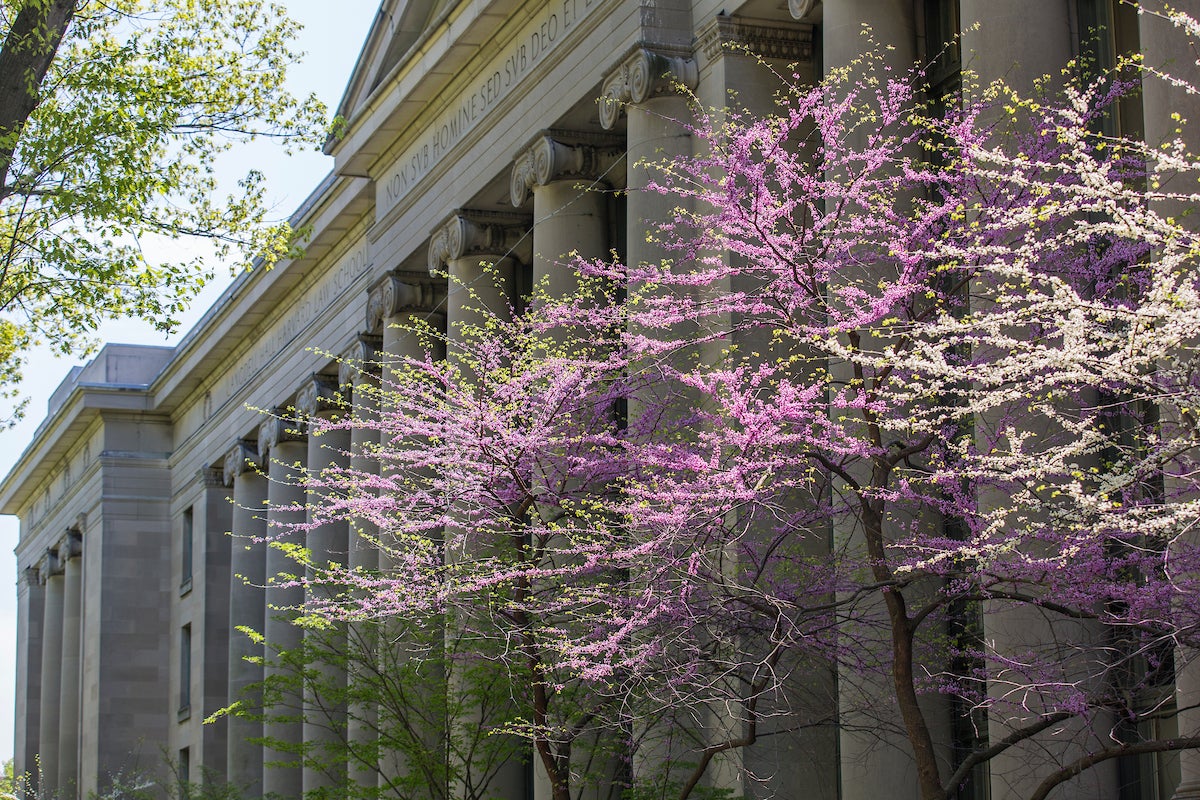 pink and white flowers in front of Langdell